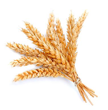 Hydrolyzed Wheat Protein*