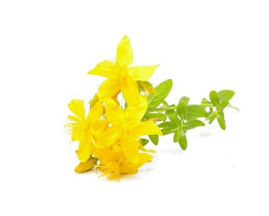 Melilotus Albus Flower/Leaf/Stem Extract*