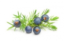 Juniperus Communis Fruit Extract