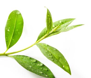 Melaleuca Alternifolia Leaf Oil*