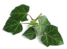 Callus-removing ivy