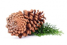 Pinus Sibirica Seed Oil