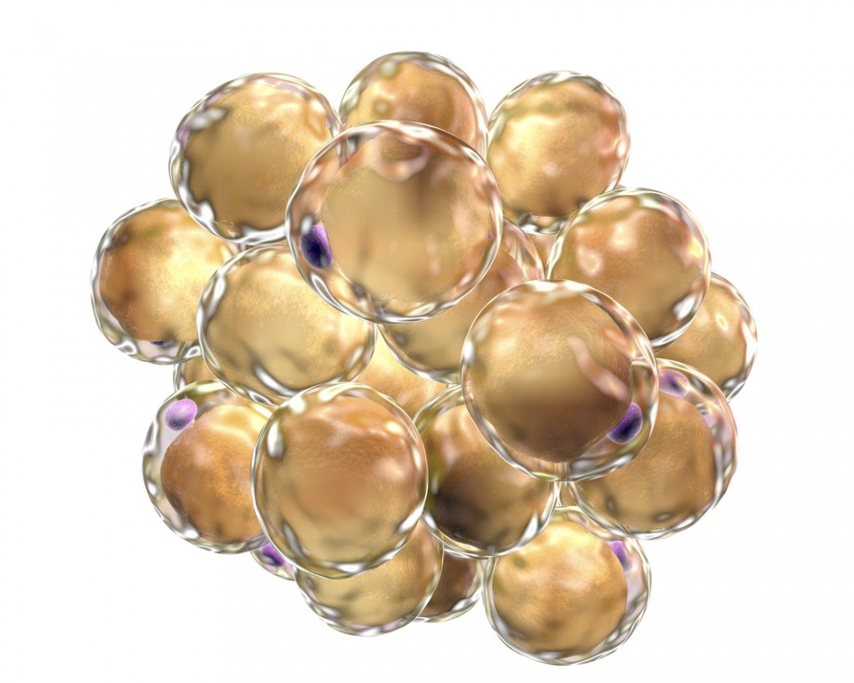 Glycolipids