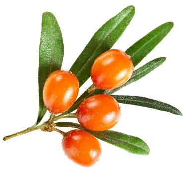 Hippophae Rhamnoides Fruit Oil*