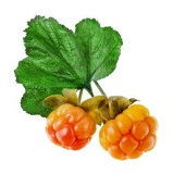Rubus Chamaemorus Fruit Extract