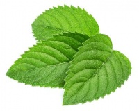 Mentha Piperita Leaf Water