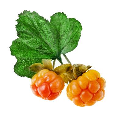 Rubus Chamaemorus Fruit Extract*