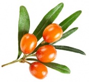 Hippophae Rhamnoides Fruit Oil